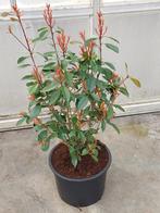 glansmispel (photinia red robin), Zomer, Vaste plant, Overige soorten, Ophalen