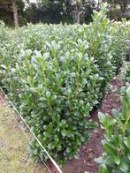 Pr. Laurier Obelisk en Genolia, Tuin en Terras, Ophalen, Laurier, 100 tot 250 cm