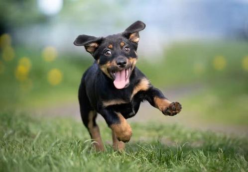 Hondenuitlaatservice, Dieren en Toebehoren, Honden-accessoires, Ophalen