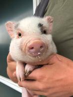 Minivarkens | Goed tam te maken | Passend advies!, Meerdere dieren, Varken, 0 tot 2 jaar