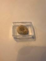 Ammoniet, Verzamelen, Mineralen en Fossielen, Ophalen of Verzenden