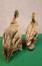 Koppel eenden, taxidermie opgezette eendjes, woerd en eend, Gebruikt, Vintage, Ophalen of Verzenden, Nvt