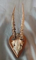 Gewei van reebok, hert met schedel op eiken wandbord, Ophalen of Verzenden, Zo goed als nieuw, Hert, Gewei of Kop