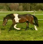 Barok pinto / half fries., Dieren en Toebehoren, Paarden, Gechipt, Minder dan 160 cm, Ruin, 3 tot 6 jaar