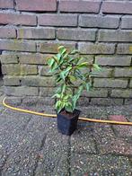 Prunus lusitanica angustifolia (Portugese laurier) 15 - 25cm, Tuin en Terras, Planten | Tuinplanten, Ophalen