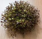 Bieden - Kunststof decoratieve aquariumplant [Box A - 07], Dieren en Toebehoren, Vissen | Aquaria en Toebehoren, Ophalen, Nieuw