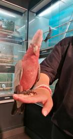 Rose kaketoe super super lief en echt super tam., Dieren en Toebehoren, Vogels | Parkieten en Papegaaien, Meerdere dieren, Papegaai