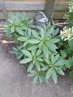 2 x Rhodondendron Marie Forte, Ophalen, Overige soorten, Volle zon