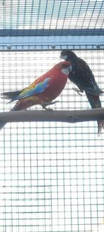 Zeer goed bewezen kweekkoppel rosella.s, Meerdere dieren, Parkiet, Geringd