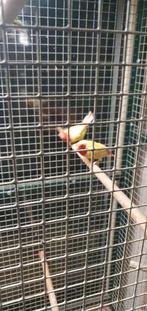 Tropische vogels, Dieren en Toebehoren, Vogels | Overige Vogels, Meerdere dieren