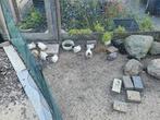 Chabo kuikens, Dieren en Toebehoren, Pluimvee, Meerdere dieren, Kip
