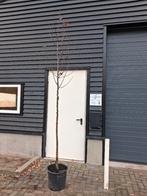 Malus mokum boom (sierappel), Lente, 100 tot 250 cm, Volle zon, In pot