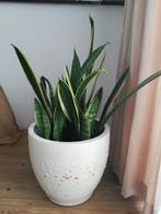 kamerplanten, Ophalen of Verzenden, Overige soorten, Minder dan 100 cm