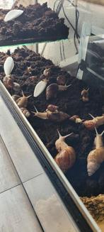 Afrikaanse reuzenslakken / Agaatslak  TEAB, Dieren en Toebehoren, Reptielen en Amfibieën, Overige soorten