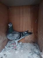 Duivin 2025, Dieren en Toebehoren, Vrouwelijk, Postduif