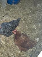 2 kippen legkip 2 jaar oud, Vrouwelijk, Kip