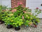 Hortensia, boerenhortensia, Hydrangea macrophylla, Ophalen, Vaste plant, Siergrassen, Halfschaduw