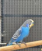 Grime zoekt een huisje! (Grasparkiet), Dieren en Toebehoren, Vogels | Parkieten en Papegaaien, Mannelijk, Parkiet, Geringd