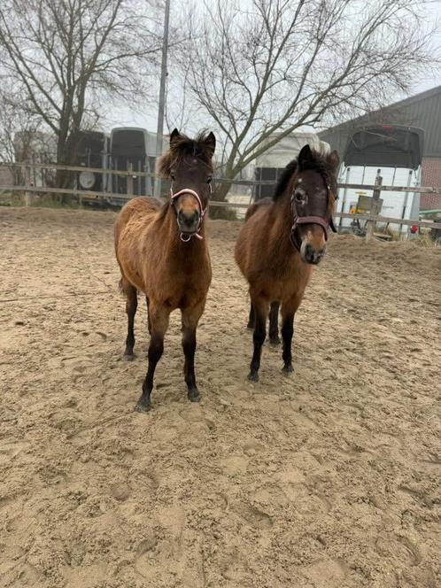 Lieve knappe a pony merrie, Dieren en Toebehoren, Pony's, Merrie, Recreatiepony