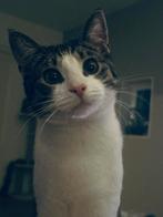 Kater 1 jaar, Dieren en Toebehoren, Katten en Kittens | Overige Katten, Kater