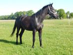 Mooie zwarte ruin, Dieren en Toebehoren, Paarden, Gechipt, Ruin, Dressuurpaard, Onbeleerd