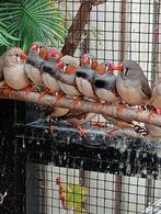 Mannen en poppen van dit jaar, Dieren en Toebehoren, Vogels | Overige Vogels, Meerdere dieren, Tropenvogel