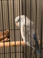 Forpus vogeltje, Dieren en Toebehoren, Mannelijk