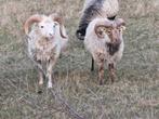 Skudde rammen, Mannelijk, Schaap