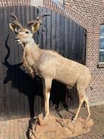 Opgezette kudu   ( Tragelaphus strepsiceros ), Wild dier, Opgezet dier, Zo goed als nieuw, Ophalen