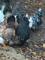 Brahma met zweedse bloemkoolhoofd haan, Dieren en Toebehoren, Pluimvee, Mannelijk, Kip