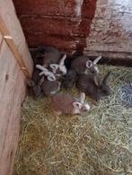 Duitse reuzen, Dieren en Toebehoren, Konijnen, Meerdere dieren, Groot