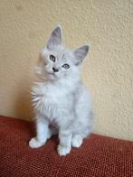 1 Prachtige Black Silver Shaded kitten poesje, Stamboom, Meerdere dieren, Gechipt, 0 tot 2 jaar