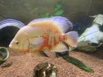 Pauwoog Cichlide 2x, Dieren en Toebehoren, Vissen | Aquariumvissen, Vis, Zoetwatervis