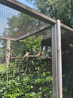Harlekijn kanaries, Dieren en Toebehoren, Vogels | Kanaries, Meerdere dieren, Kleurkanarie