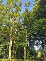 Brandhout, Tuin en Terras, Haardhout, 6 m³ of meer, Verzenden, Beukenhout, Stammen