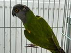 Bonte boertje - poicephalus senegalus, Meerdere dieren, Papegaai, Geringd