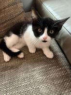 Kitten