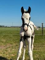 Chique bont merrie veulen (donker bruin-bont), Dieren en Toebehoren, Paarden, Merrie, Dressuurpaard, 0 tot 2 jaar