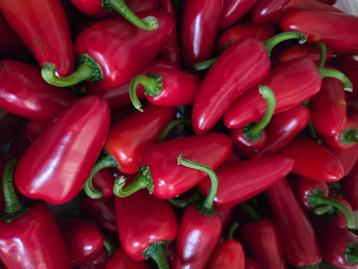 Vers geplukte jalapeno pepers beschikbaar voor biedingen