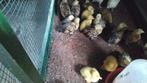 Tekoop witte loopeend kuikens, Dieren en Toebehoren