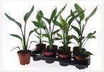 Strelitzia reginae paradijsvogelplant, Huis en Inrichting, Kamerplanten, Ophalen of Verzenden, Halfschaduw, Minder dan 100 cm