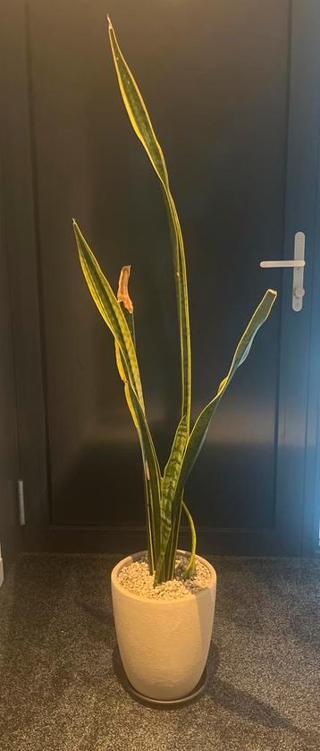 Sanseveria in beige bloempot Sansevieria beschikbaar voor biedingen