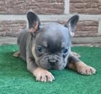 Franse bulldog pups, Dieren en Toebehoren, Particulier, Rabiës (hondsdolheid), Meerdere, Bulldog