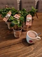 Koffie arabica plant, Overige soorten, Minder dan 100 cm, Ophalen of Verzenden, Halfschaduw