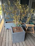 Plantenbak met olijfboom GRATIS af te halen, Ophalen, Kunststof, Minder dan 60 cm, Vierkant