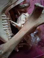 Dieren botten, Verzamelen, Ophalen of Verzenden, Overige typen