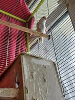 Alleenstaande vrouwtje parkiet