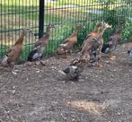 Jonge loopeenden, Dieren en Toebehoren, Meerdere dieren, Eend