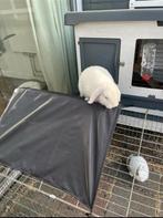 Lieve konijnen, Dieren en Toebehoren, Konijnen, Middelgroot, Hangoor, 3 tot 5 jaar