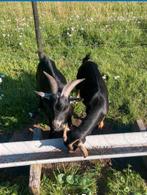 Bok en geit, Dieren en Toebehoren, Schapen, Geiten en Varkens, Meerdere dieren, Geit
